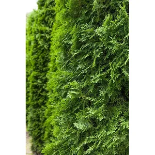 Pflanzen für Dich Konifere Thuja occidentalis 'Columna'