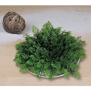 BALDUR Garten Zimmerpflanze Rose von Jericho, 1 St., Auferstehungspflanze, pflegeleicht grün