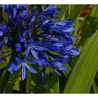 Agapanthus africanus 'Navy Blue' Topf 12 cm – Mehrjährig & Pflegeleicht – Schmucklilie – Kübelpflanze für Terrasse & Balkon