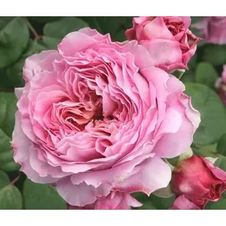 Nostalgie®-Edelrose 'Eisvogel®', Lavendel