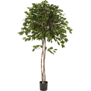 Künstlicher Ficus - Kathleen | 210 cm