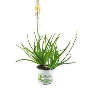 Bulbine Katzenschwanzpflanze