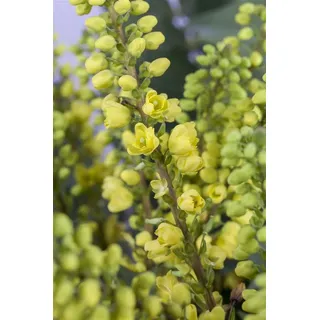 PlantaPro Mahonie 'Winter Sun' 40-60 cm Topf Mahonia media winterhart immergrün | Mahonia media, gelbe Duftblüten Dezember bis März, immergrün, Halbschatten bis Schatten, Hecke, frosthart bis -15 °C