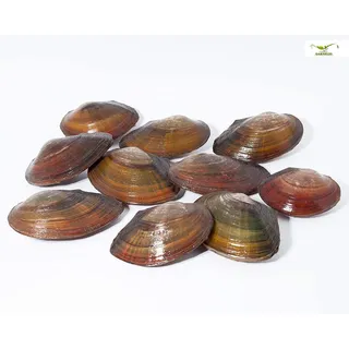 NatureHolic - Teichmuscheln I Ideal für den Gartenteich I heimische Muschel I interessante Fortpflanzungsbiologie I Wird sehr groß I 5 STK