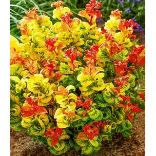 BALDUR Garten Zierstrauch Traubenheide 'Curly Gold®', 1 St., Purpurrote, immergrün,winterhart, mehrjährig, pflegeleicht orange