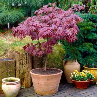 Gardeners Dream Japanischer Fächerahorn Acer Palmatum Atropurpureum - 1 x Japanischer Ahorn Winterhart im Topf - Winterharte Pflanzen für Garten, Kübel & Balkon - Roter Ahorn Baum - Mehrjährig