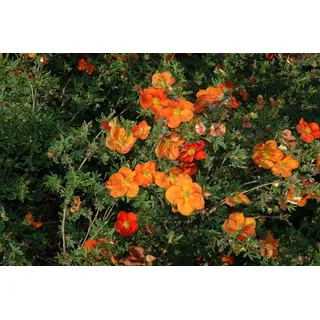 Pflanzen Für Dich Potentilla 'red Ace' P 9 Eck