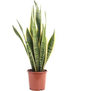Sansevieria trifasciata 'Laurentii' – Robuster Bogenhanf, Luftreiniger, 40 cm hoch, Topf-Ø 14 cm