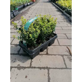 Ilex 'Crenata' 20-25 cm – 6 Stechpalmen Heckenpflanzen – Ideal als Buchsbaum-Ersatz für pflegeleichte, immergrüne Hecken – Winterhart, robust & vielseitig verwendbar für Garten und Terrasse