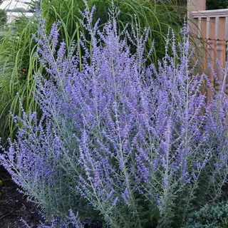 Perovskia atriplicifolia – Perowskia 'Russian Sage'