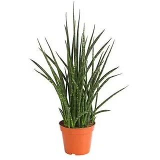 Bogenhanf - Sansevieria hybride 'Fernwood Punk', Grün