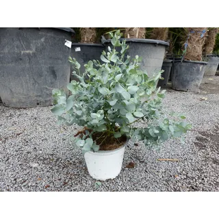 grünwaren 1 Stück Eucalyptus Gunni Gunnii Busch Kugel Eukalyptusbaum, Höhe 40 - 50 cm Pflanze winterhart