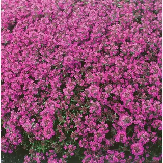 Pflanzen Für Dich Thymus praecox 'Red Carpet' Teppich-Thymian rotblühend, ca. 9x9 cm Topf