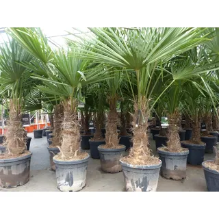 gruenwaren jakubik XL Stämme Palme winterhart 140-180 cm Trachycarpus fortunei, Hanfpalme,
