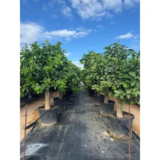 Sunny Tree - Zitronenbaum - Citrus Lemon - XL 200 cm - Perfekt für Gärten & Terrassen - Hochwertige A-Ware - Fruchttragend - 15 Jahre alt