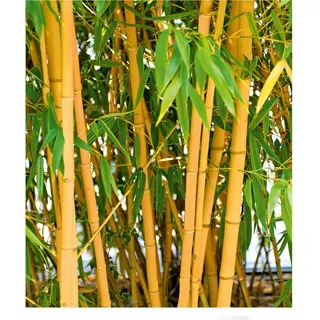 BALDUR Garten 1x Goldener Peking Bambus, Pflanze im 2 Liter-Topf