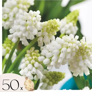 Traubenhyazinthen - 50 Stk - Muscari 'White Magic' - Blumenzwiebeln - Weiß