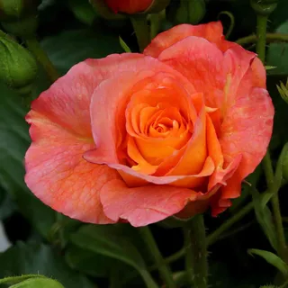 GARTEN SCHLÜTER® Rose Westerland ® Strauchrose ADR orange-gelb | Winterharte Blume mit starkem Duft & ganzjähriger Pflanzzeit