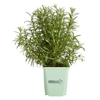 GREENBAR® Rosmarin, stehend, Grün