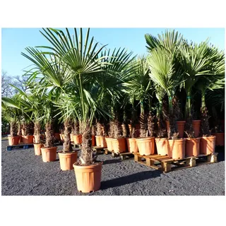 XXL Palme winterhart 180 cm Trachycarpus fortunei, Hanfpalme, Top-Qualität