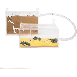 AntHouse - Natürliche Ameisenfarm aus Sand - Mini Acryl Wandset (Gratis Ameisen)
