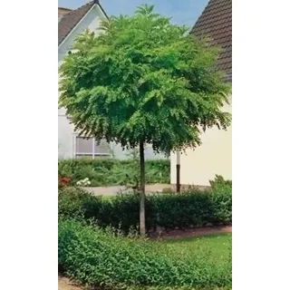 Kugel Akazie, Höhe: 180-190 cm, Kugel Robinie, Robinia Umbraculifera + Dünger