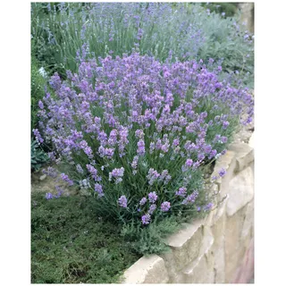 3 x Lavandula angustifolia 'Dwarf Blue' (Staude/Stauden/Winterthart/Mehrjährig) Echter Lavendel - Stecklingsvermehrt - Tolle Farbe - Sehr Insekten- und Bienenfreundlich - von Stauden Gänge