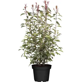 pflanzen-für-dich.de - Photinia Fraseri 'red Robin' C 100- 125