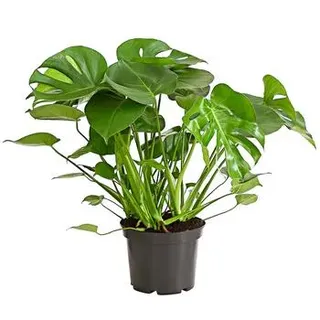 Fensterblatt - Monstera deliciosa, Grün