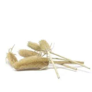 Flowerbox Trockenblumen »Kardendisteln« - beige