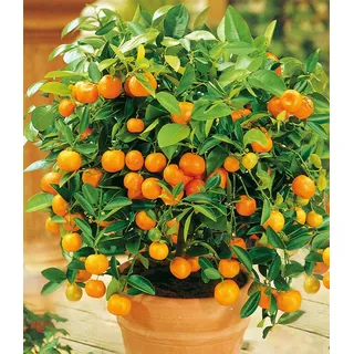 BALDUR Garten 1x Orangen-Bäumchen, Pflanze im 12 cm-Topf, Citrus microcarpa Calamondin, essbare Früchte, Zitruspflanze, mehrjährig - frostfrei halten, Wasserbedarf gering