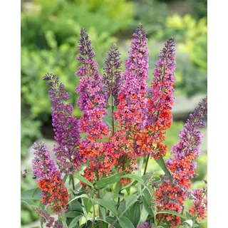 Pflanzen Für Dich Buddleja Davidii Flower Power' R 100-125 cm