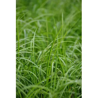 Pflanzen Für Dich Acorus Gramineus Ogon Japanische Segge Gelbgrün Ca. 9x9 cm Topf