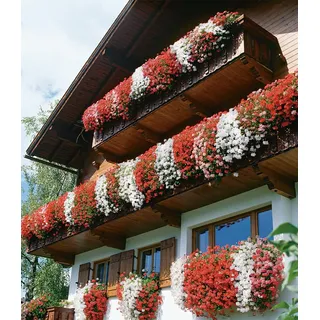 BALDUR Garten Tiroler Hänge-Geranien-Kollektion,12 Pflanzen, pflegeleicht & mehrjährig, leuchtende Blütenbälle, unvergessliches Blüten-Feuerwerk, extrem wuchs- & blühfreudig