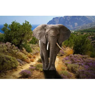 Papermoon Fototapete ELEFANT-NATUR AFRIKA SAFARI TIERE ELEFANTEN LANDSCHAFT bunt 4,5 m x 2,8 m