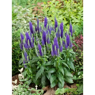 PlantaPro Veronica spicata 'Ulster Dwarf Blue' 9x9 cm Topf – Winterhart, Mehrjährig, Pflegeleicht – Ehrenpreis – Staude für Beet & Rabatte