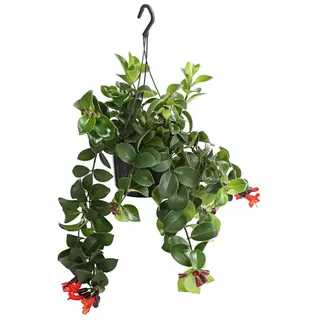 Dehner Schamblume Ø Aeschynanthus radicans Mona Lisa, Ampel, Grün, Rot