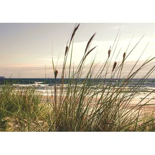 Forwall - Vlies Fototapete Gras Dünen Strand Meer Ostsee Natur Landschaft 152x104 cm - Fototapeten - Tapeten - für Wohnzimmer Schlafzimmer - Vliestapete Wandtapete Tapete 3D Effekt- inkl. Kleister