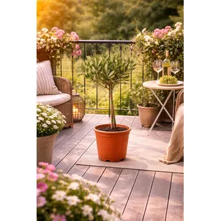 Olivenbaum Stämmchen 50-60 cm – Kleine Olivenpflanze für Garten, Terrasse & Balkon – Robuste mediterrane Pflanze, winterhart, dekorativ & pflegeleicht