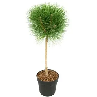 PFLANZENFREUND Zwergkiefer Pinus Summer Breeze Topfgröße Ø 24cm 1 Pflanze