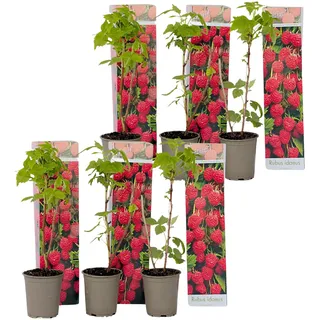Plant in a Box - Himbeerpflanzen - 6 Stk - Rubus ideaus 'Autumn Bliss' - Höhe 25-40cm - Topf 9cm