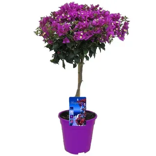 Plant in a Box - Bougainville - Bougainvillea 'Alexandra' - Höhe 50-60cm - Topf 17cm