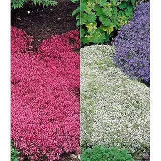 BALDUR Garten 6er Winterharter Bodendecker-Thymian Kollektion rot und weiß, Pflanzen im 9x9 cm-Topf, Thymus, Polsterthymian, Thymian Pflanzen, win... - Rot/Weiß
