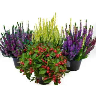 Herbst Blumen Set Nr.9 Calluna vulgaris Trios Milka & Wildbeery, Scheinbeere & Besenheide gelb