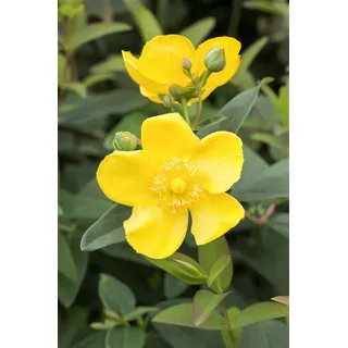 Pflanzen Für Dich Staude Hypericum Hidcote, 1 St., Johanniskraut, Großblütiges Johanniskraut gelb