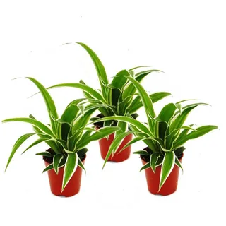 EXOTENHERZ Chlorophytum Mini, 3er Set, Grünlilie