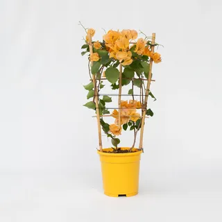 Plant in a Box - Bougainville - Bougainvillea 'Dania' - Höhe 50-60cm - Topf 17cm