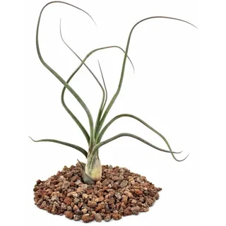 EXOTENHERZ Tillandsia Baileyi Lose Pflanze