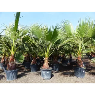 Washingtonia Robusta 130 - 150 cm, XL Stammumfang 60 - 80 cm Petticoat Palme winterhart