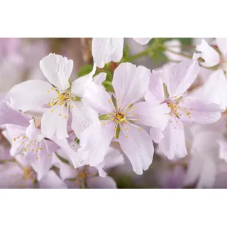 Pflanzen Für Dich Prunus kurilensis 'Brillant', Zierkirsche, rosa Blüten, 60–80 cm